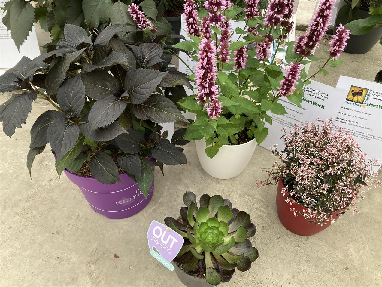 Hydrangea, agastache, semponium and euphorbia